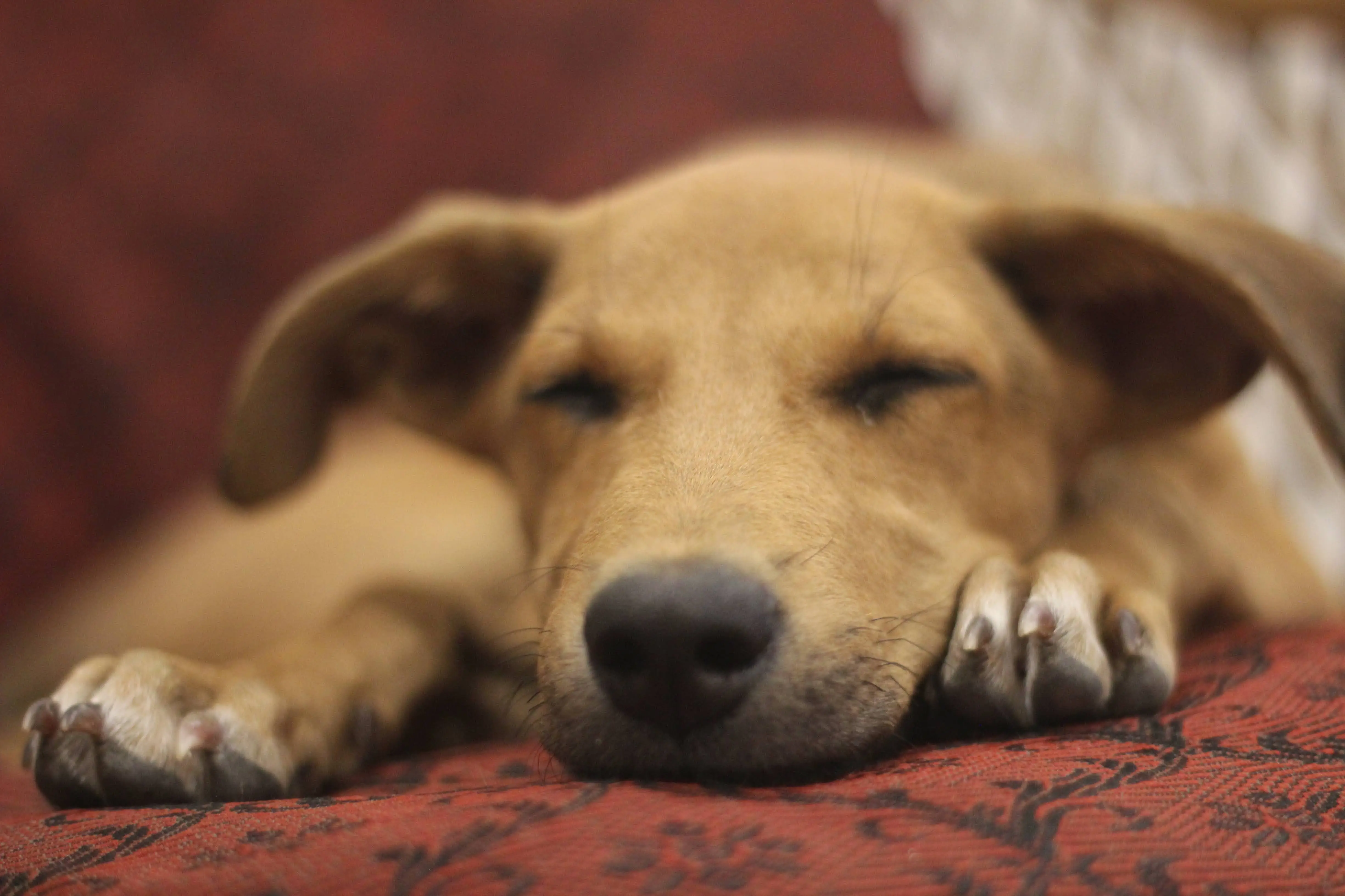 Toby sleeping on the couch!